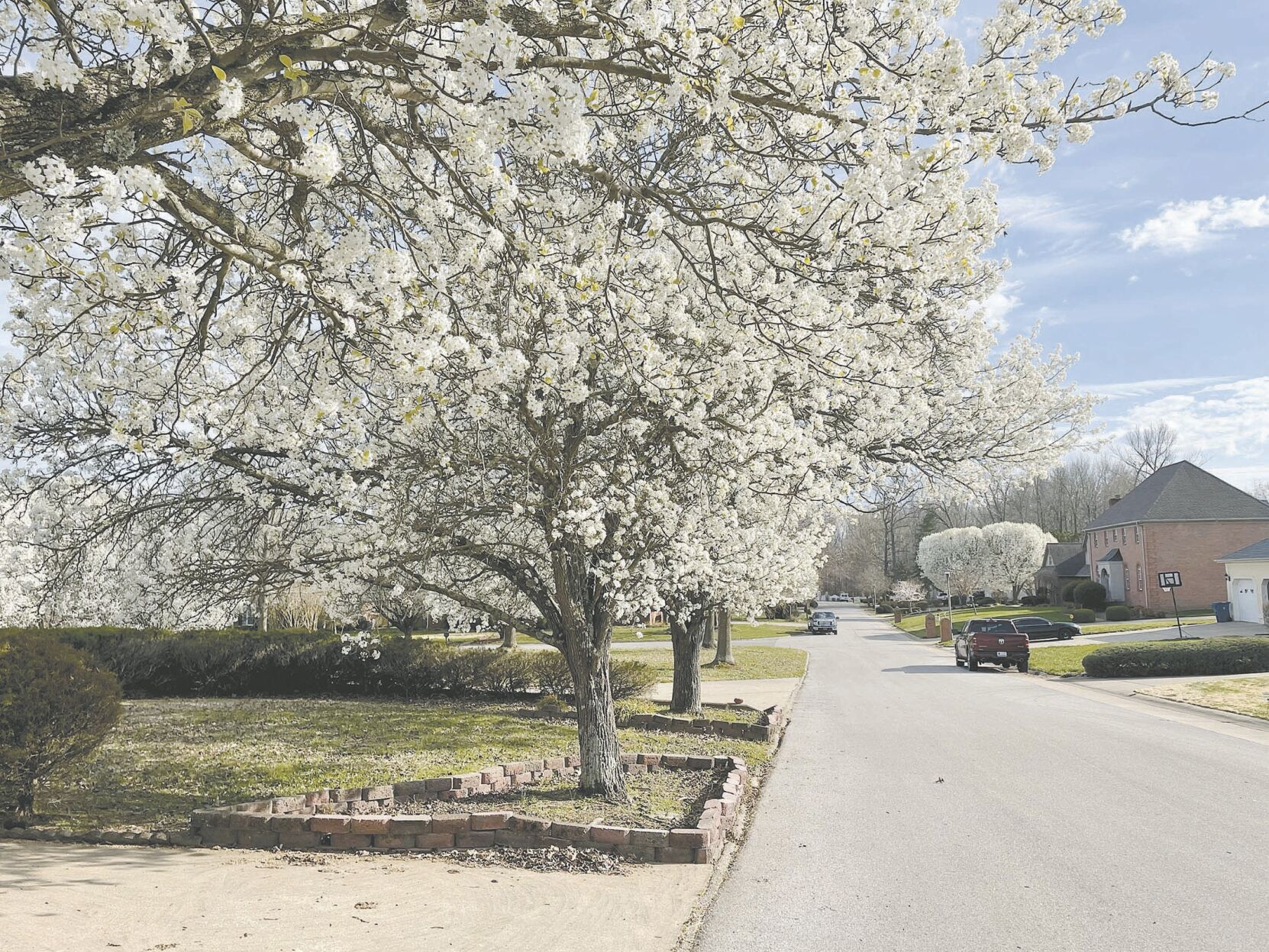Bradford pears lining the street